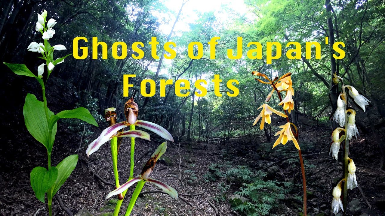 Ghosts of Japan's Forests, Ghost Forests of Japan