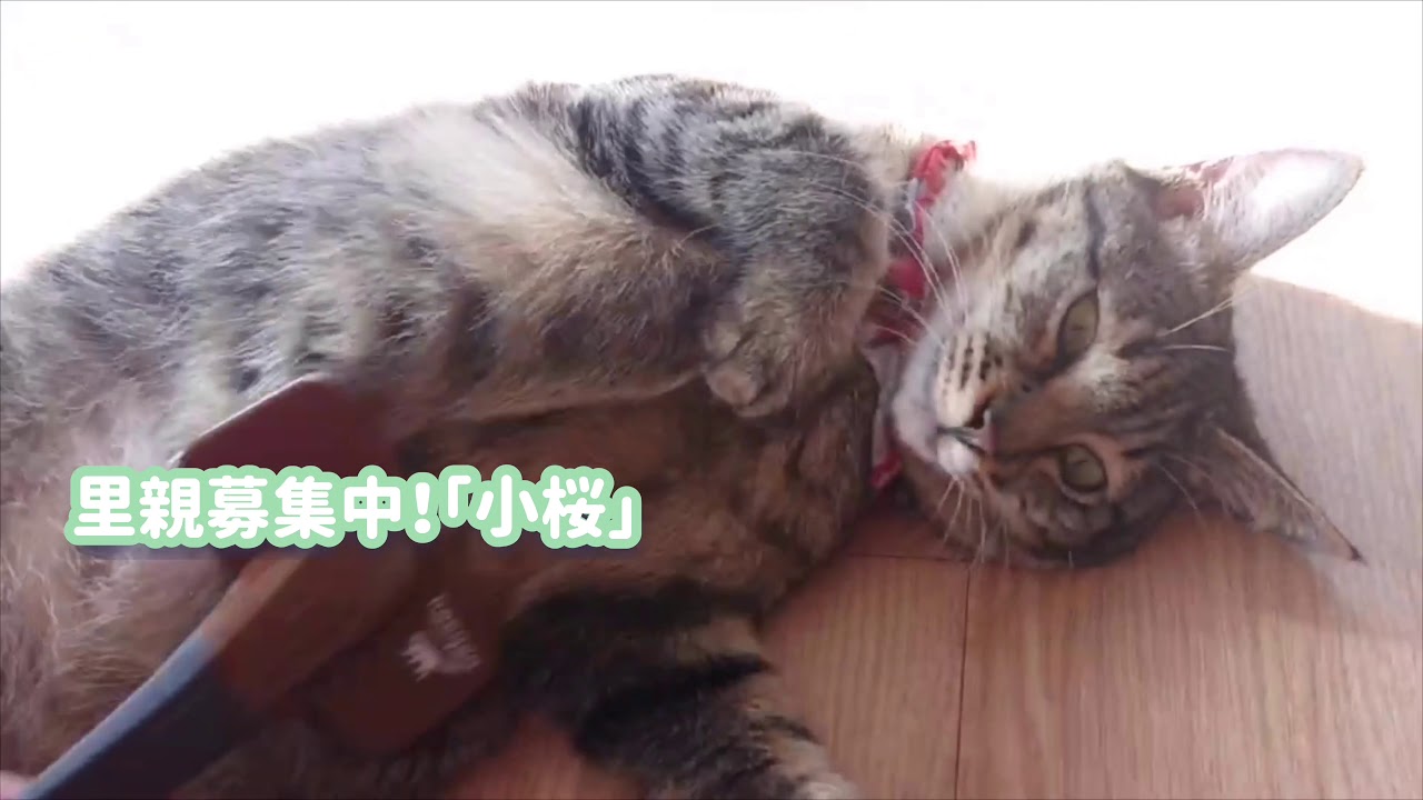 ねこかつ気分をどうぞ♪(大宮日進店)