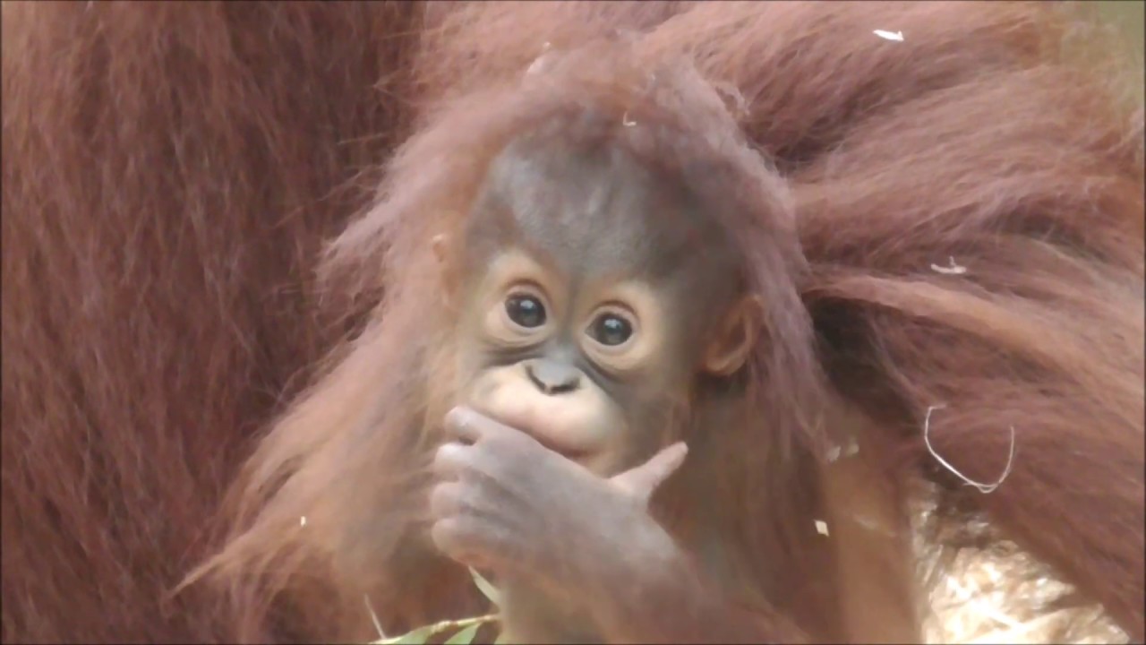 BABY ORANGUTAN MINGGU PLAYS AND TESTS FOOD