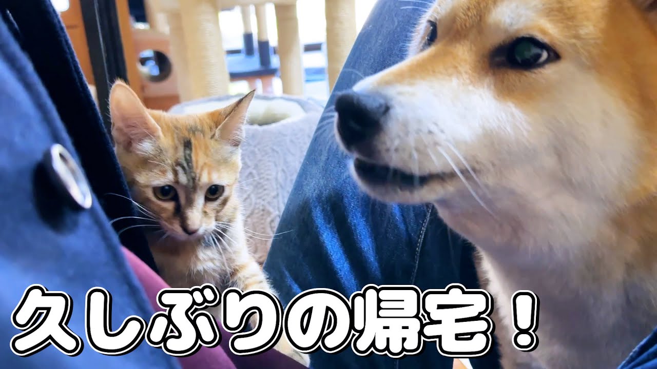 久しぶりの飼い主帰宅に大興奮の子猫と柴犬！