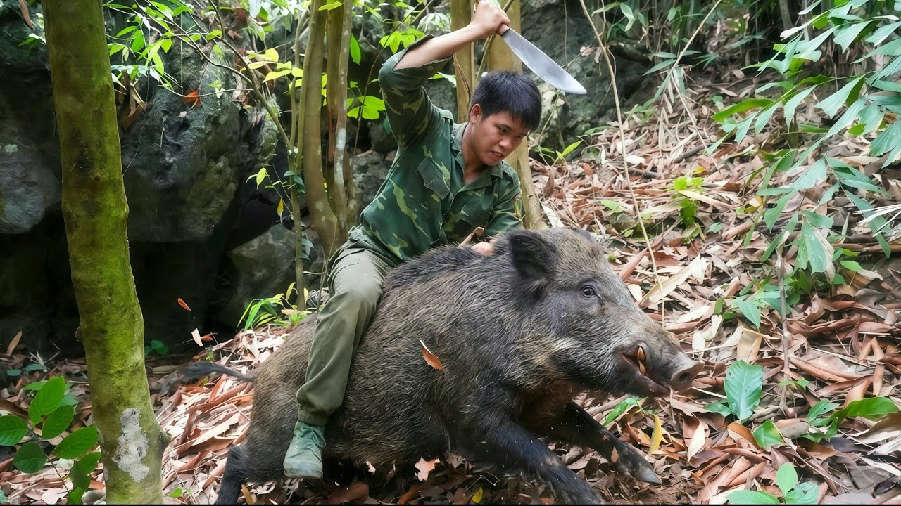 Life in the wilderness: trapping wild boars, caring for abandoned wild boar piglets