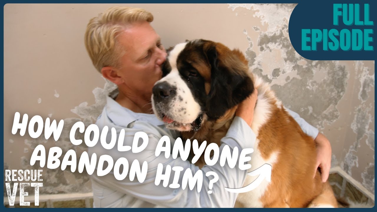Saint Bernard Abandoned For Being Too Big! | Rescue Vet with Dr Scott Miller