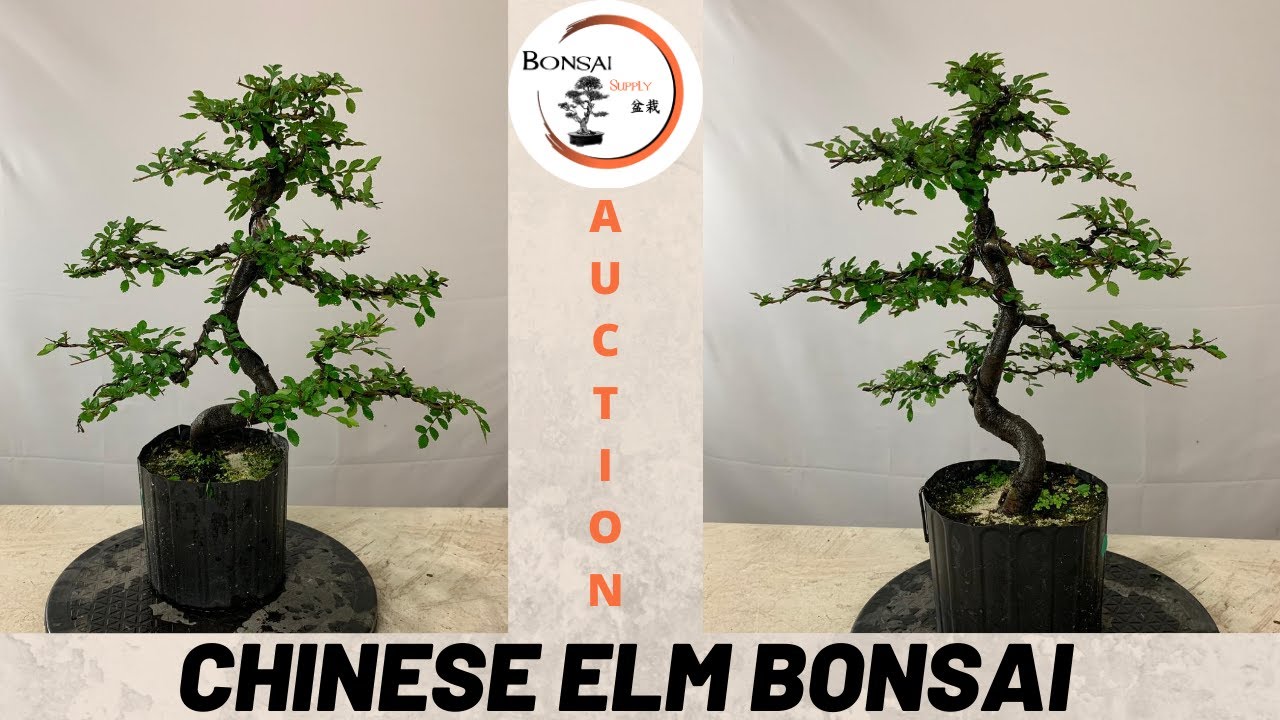 Chinese Elm Branch Placement & Styling | Auction 14 at The Bonsai Supply