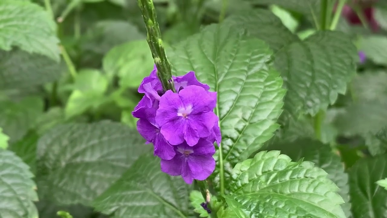 Stachytarpheta Cayennensis Flower