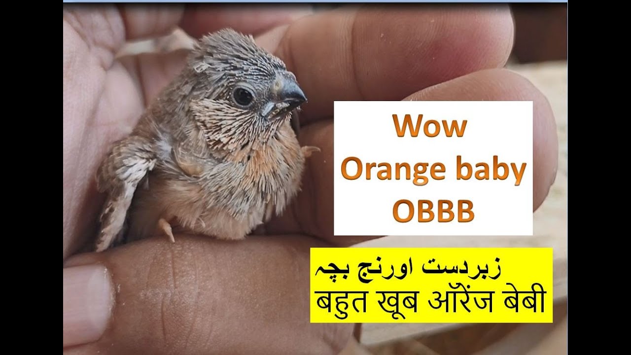 Wow there is an Orange baby Zebra Finches | Finch bird | Birds | Bird cage | bird nest | Pets Vlogs