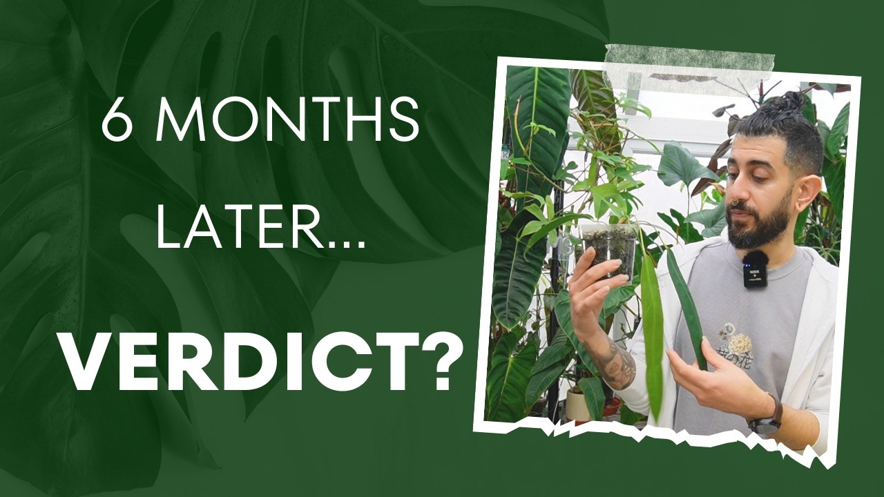 🌿6 Months with Anthurium Wendlingeri—Is It Worth It? 🤔