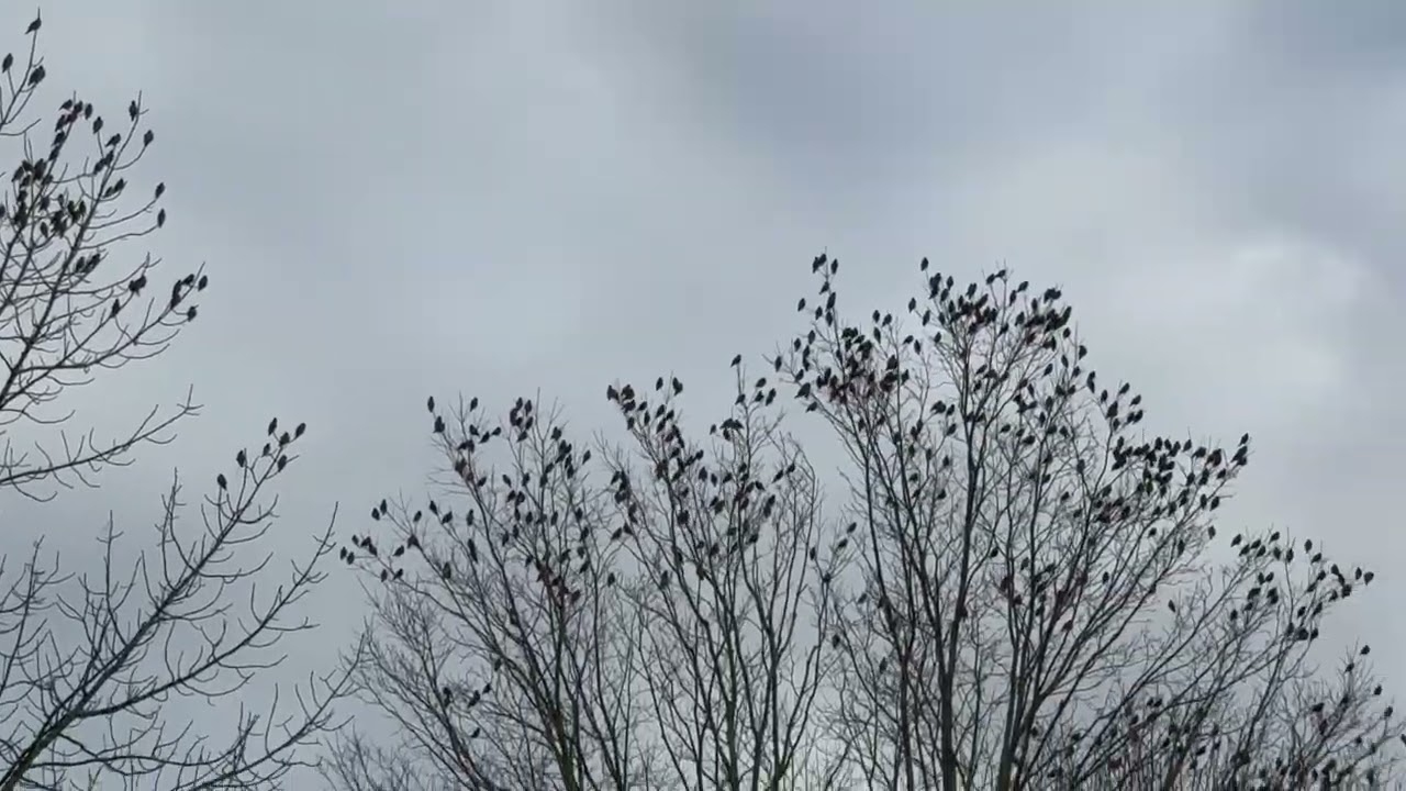 The whistling teapot sound of over a thousand Bohemian Waxwings-Maine-February 2026