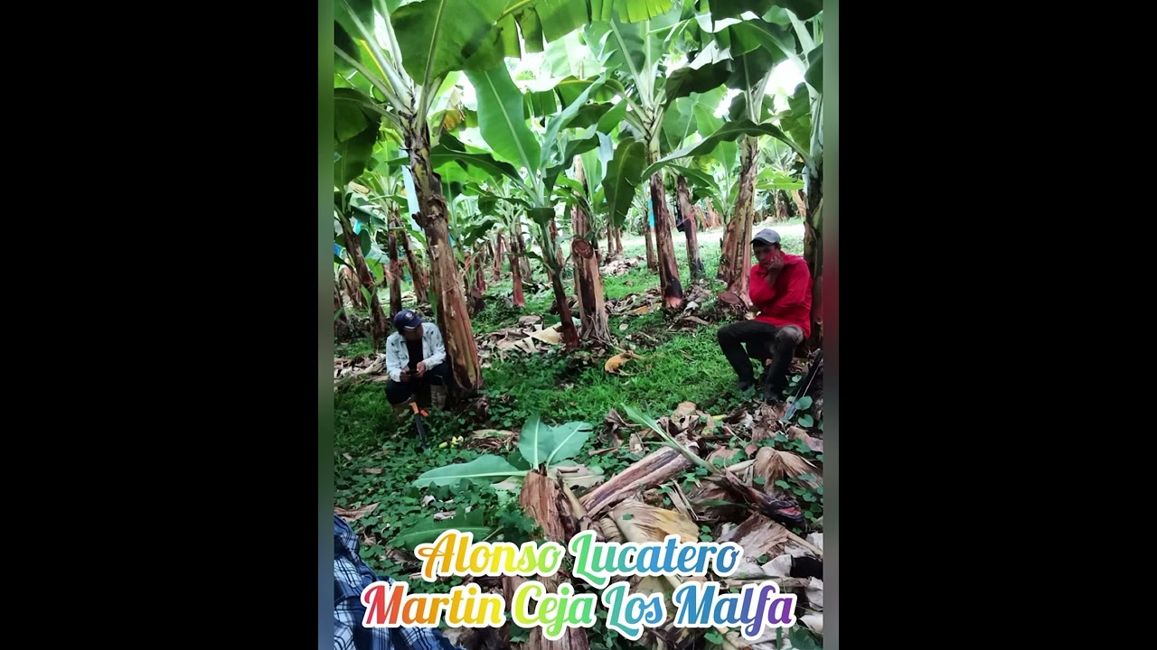 Los malfa Alonso Lucatero