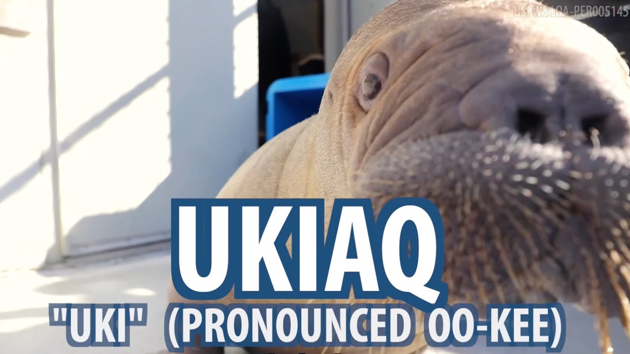 Name Announcement: Meet 