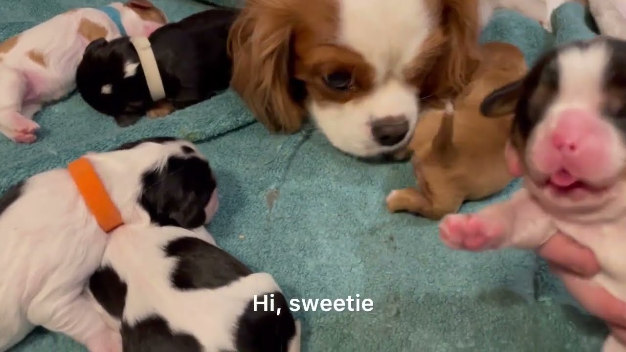 Taking a Closer Look at Young Cavalier Puppies & their Emerging Personalities