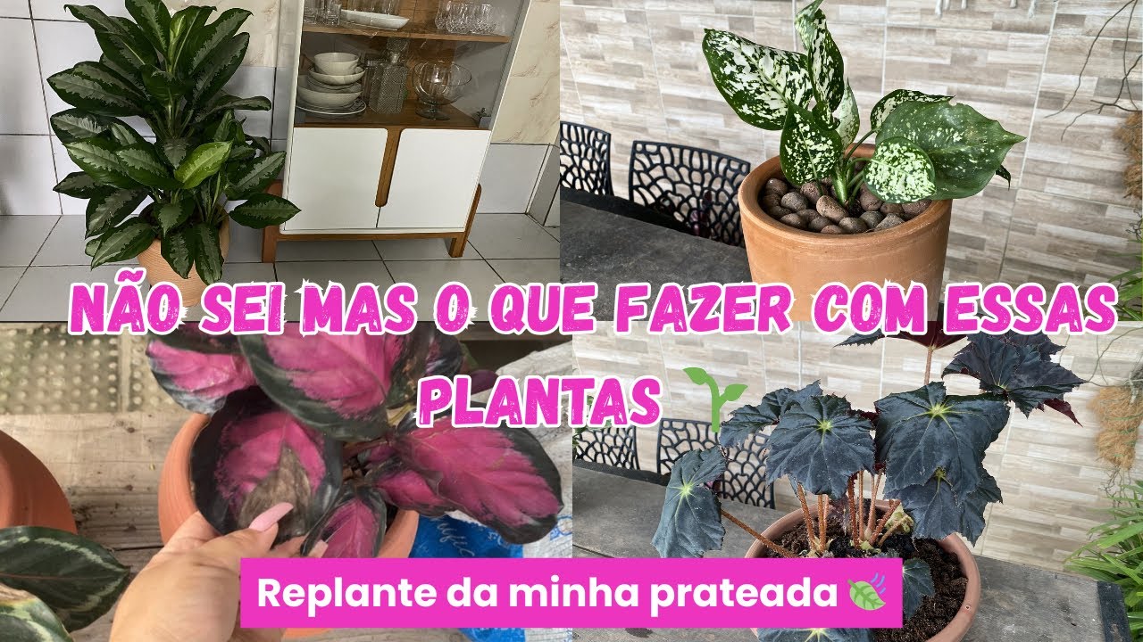 Minhas plantas estavam pedindo socorro… olha o que eu fiz! Vem ver que lindezas 🥰🌿