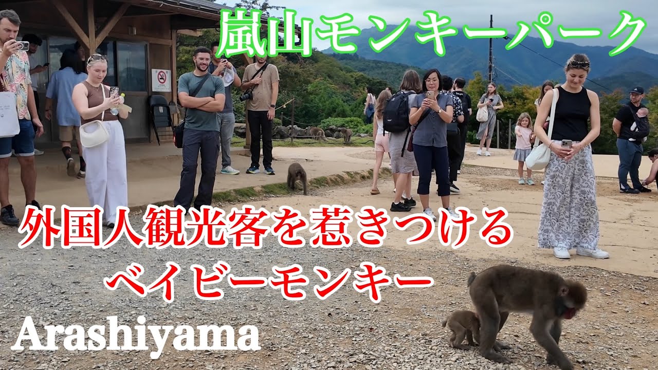 2024年10月15日（火） 外国人観光客に大人気の嵐山モンキーパークが凄すぎる❗️ Arashiyama Monkey Park 【4K】