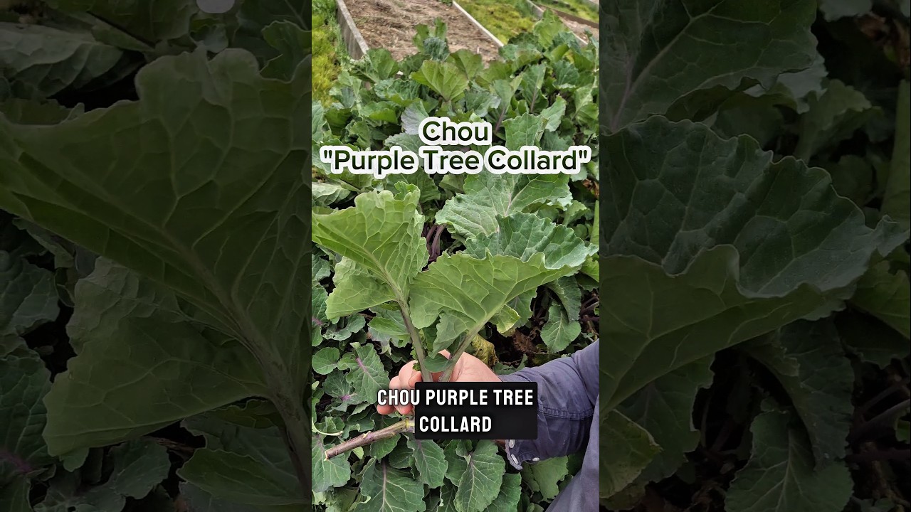 LEGUME PERPETUEL Ep.01 : LE CHOU PURPLE TREE COLLARD #jardin #agriculture #potager #permaculture