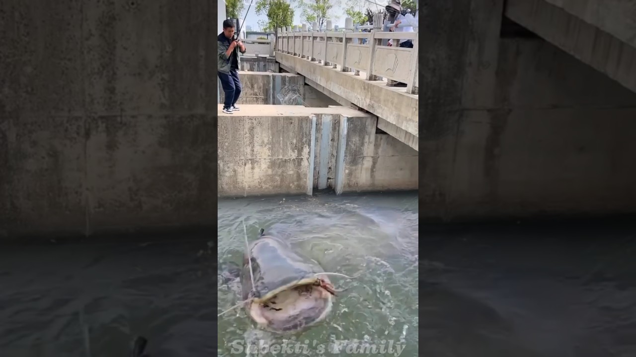 “Giant Catfish Caught on a Fishing Line” 