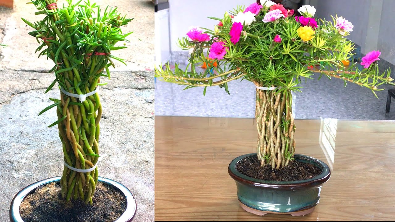 Посадите десять часов в мини-горшочки для бонсай