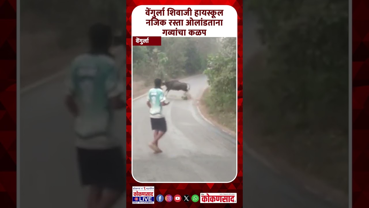 वेंगुर्ला शिवाजी हायस्कूल नजिक रस्ता ओलांडताना  गव्यांचा कळप