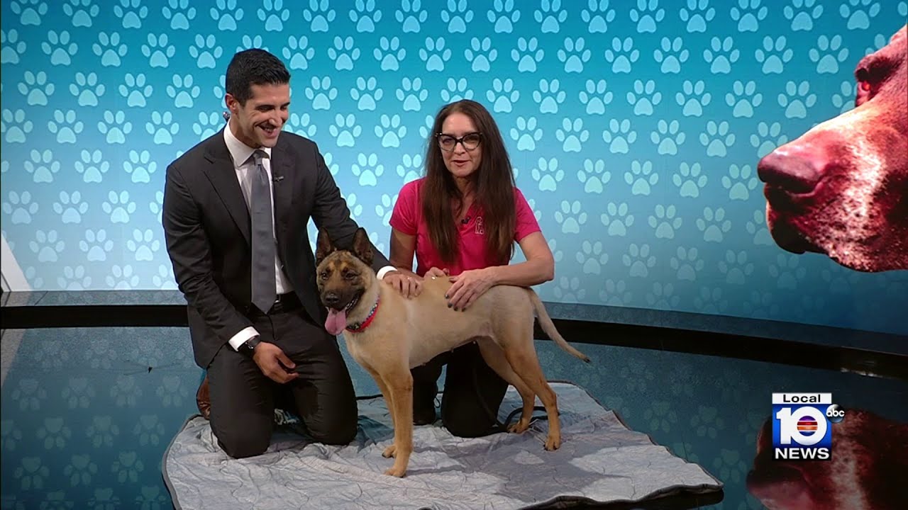 Humane Society prepares for Walk For The Animals event in Fort Lauderdale while introducing Jasmine