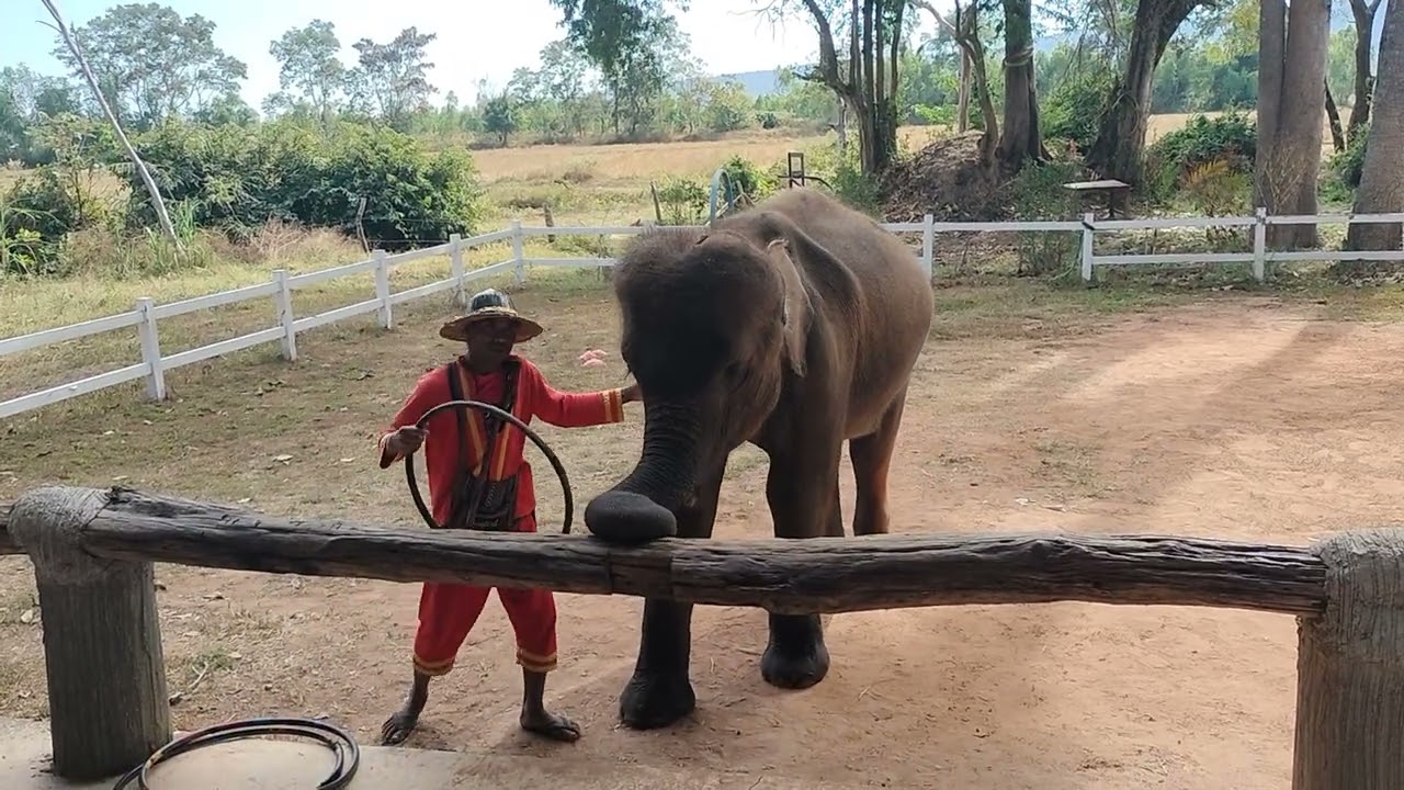 การแสดงของช้าง น้องฟ้าใสทักทายพี่ๆนักเรียน ep.1