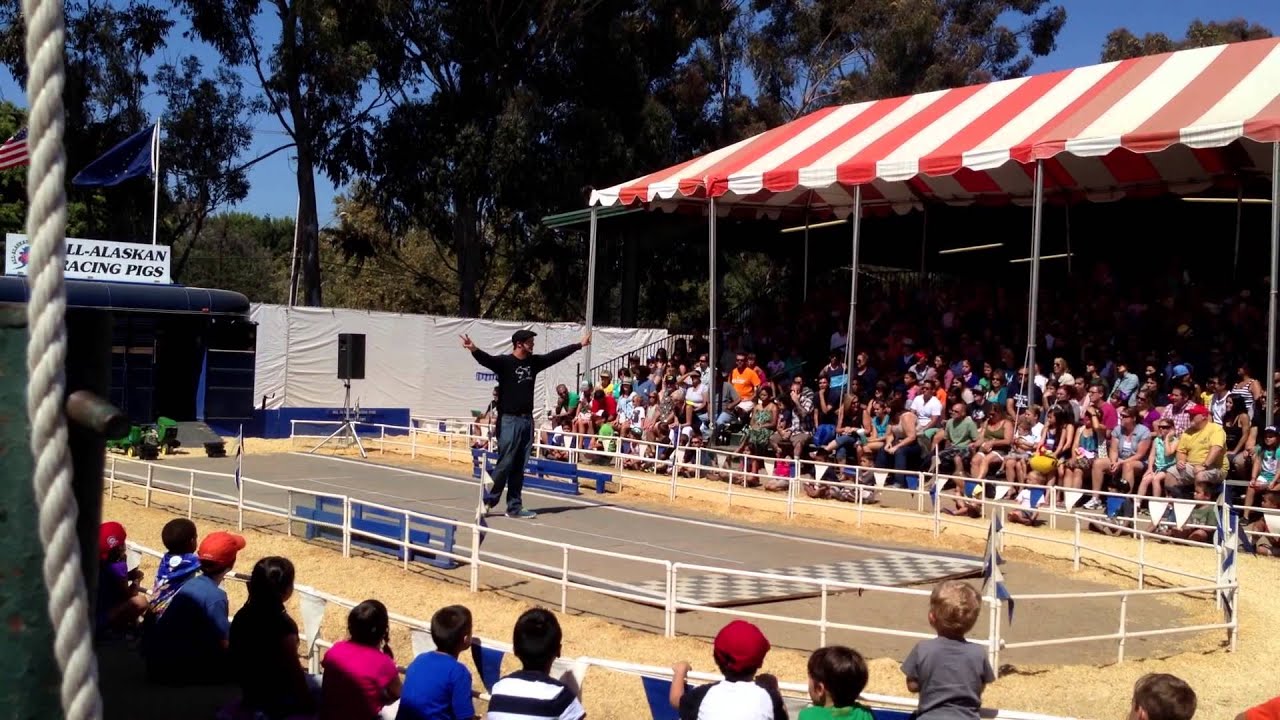 All Alaskan Pig Races at the OC Fair