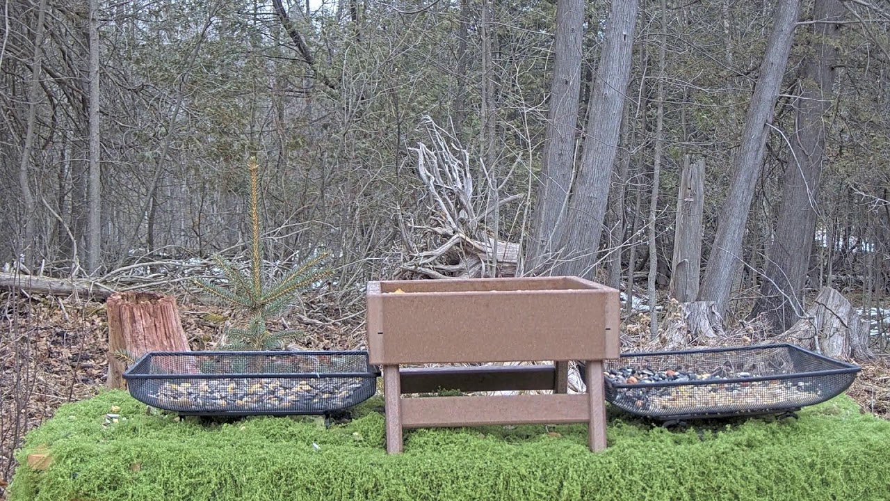 Sunrise at the Green Valley Wildlife Buffet 🐿️🐦 | Morning Feeder Cam LIVE – Mar 5, 2026