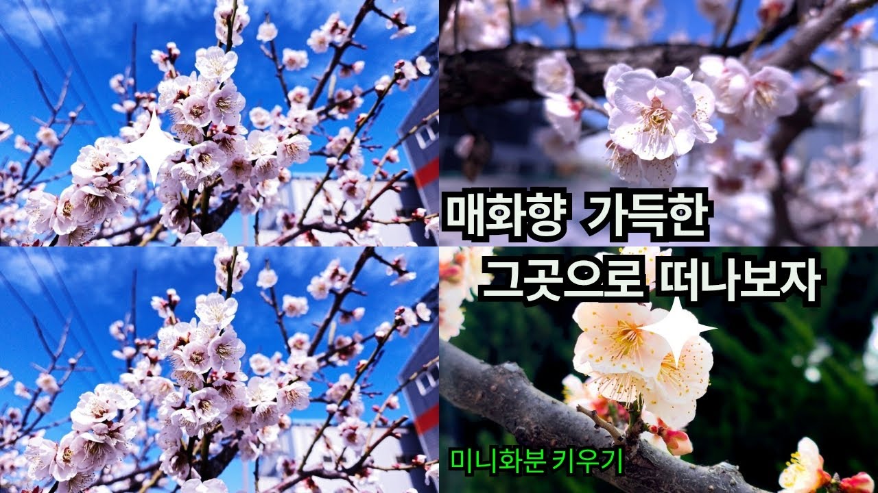 매화향가득 그곳으로 떠나보자 ! #미니화분 #매화꽃 #매화축재