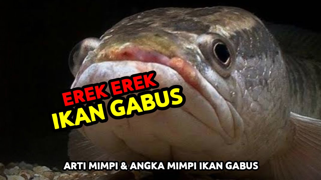 EREK EREK IKAN GABUS 2D 3D 4D & ARTI MIMPI IKAN GABUS
