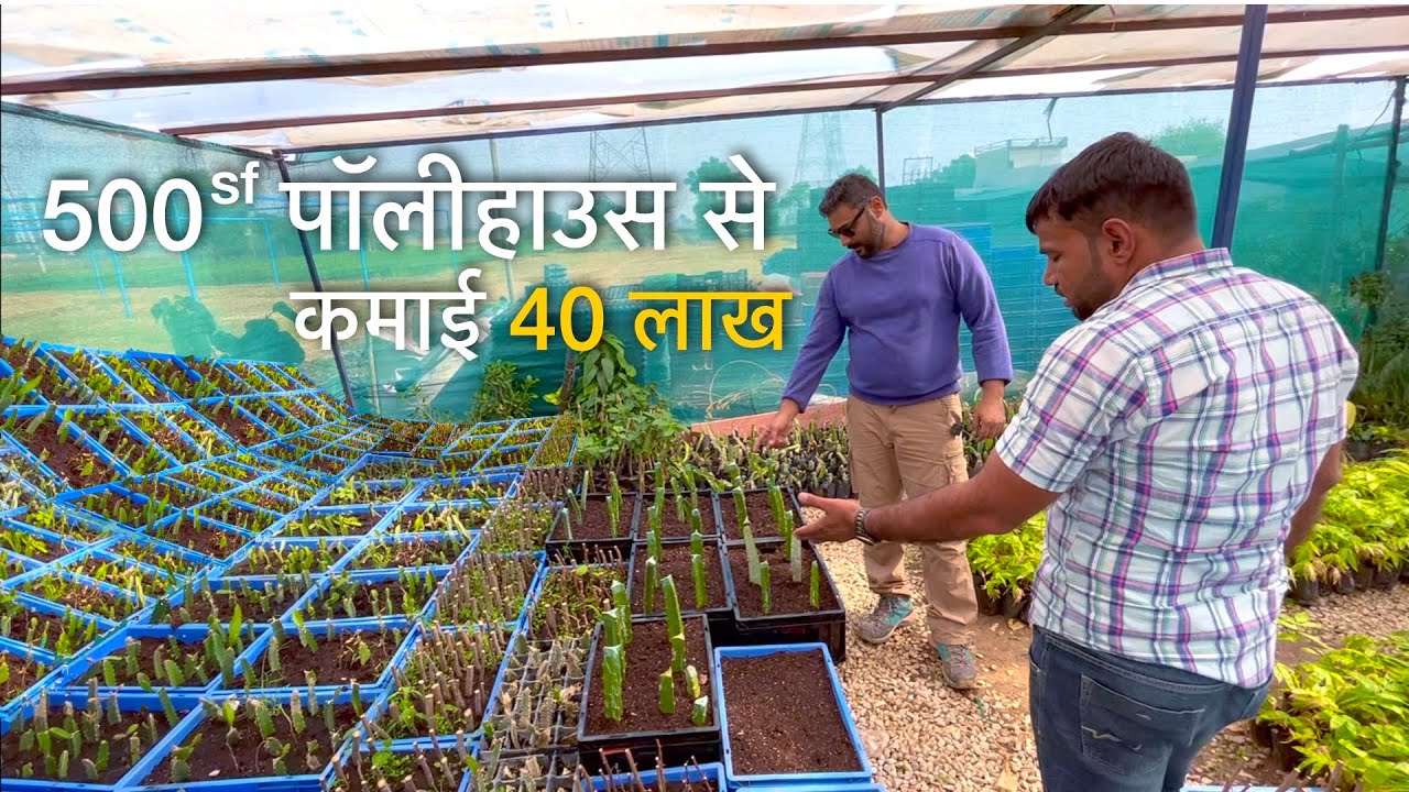 50 हजार लगाकर 40 लाख की कमाई Poly house Net Grafting green nursery plants business