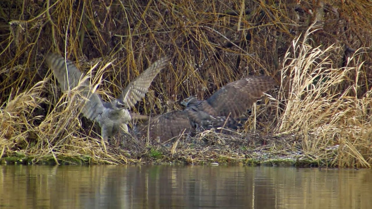 Goshawk vs. Buzzard - Predatory birds taking over the prey