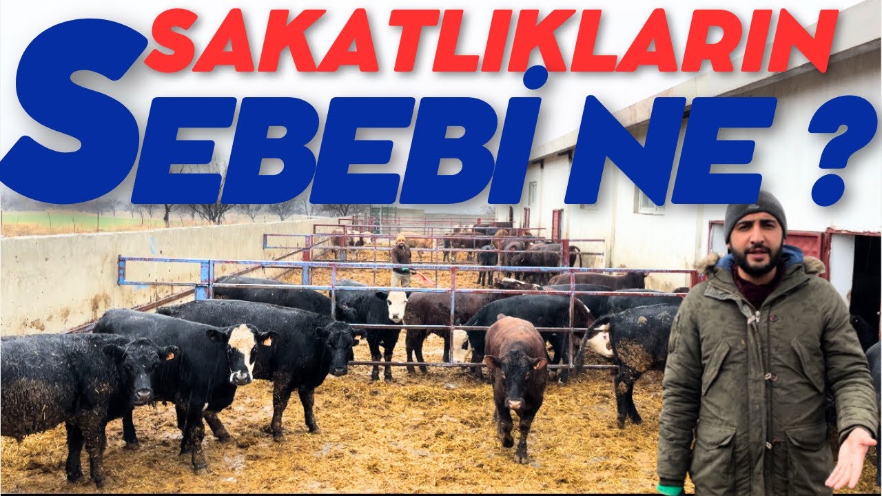 200 BAŞLIK BESİ ÇİFLİĞİNİN TEMİZLİĞİNİ NASIL YAPIYORUZ.