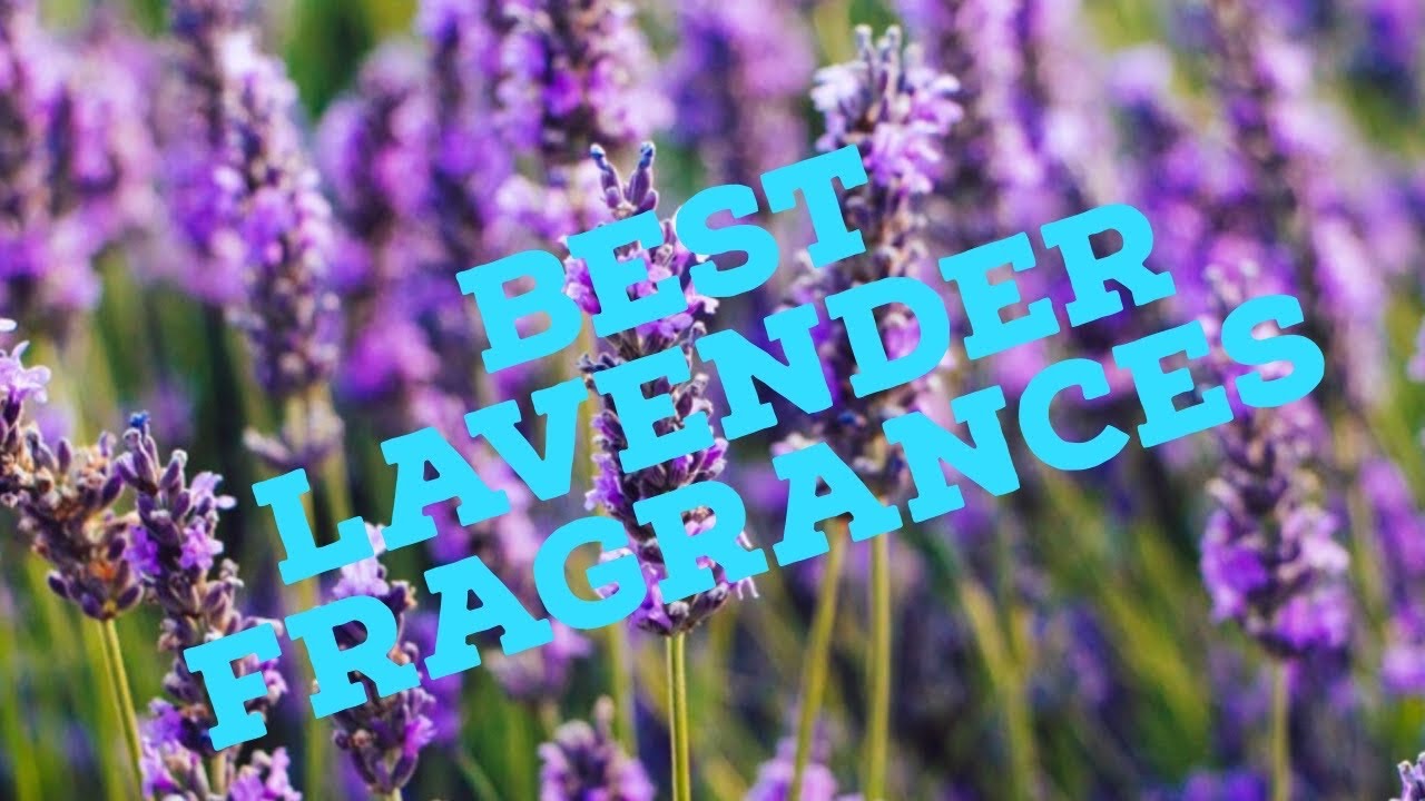 Maximilian Must Know # 1013 (Best Lavender Fragrances)