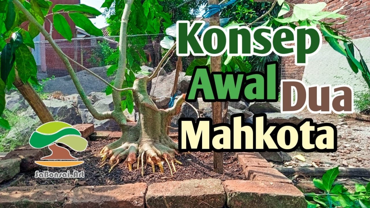 MENENTUKAN KONSEP AWAL PADA BAHAN BONSAI AMPELAS PUTIH‼️ SERTA MENATA BAGIAN PERAKARAN