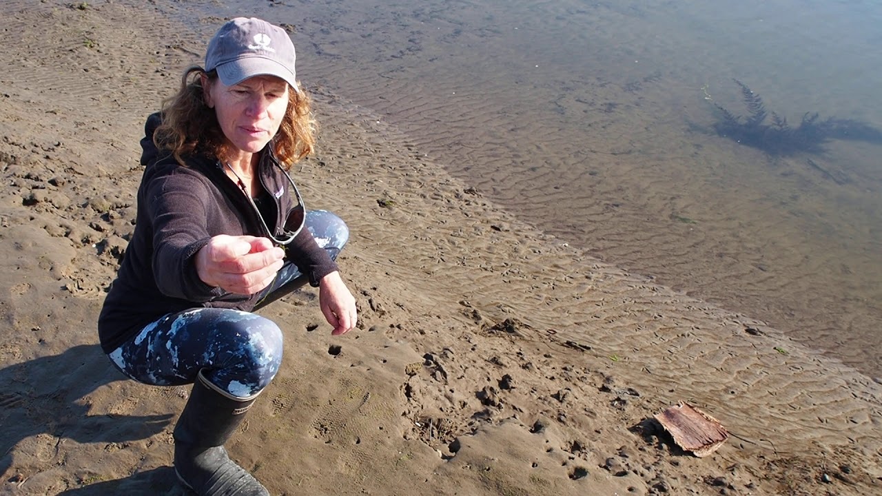 Mud flats - diatoms, birds, life