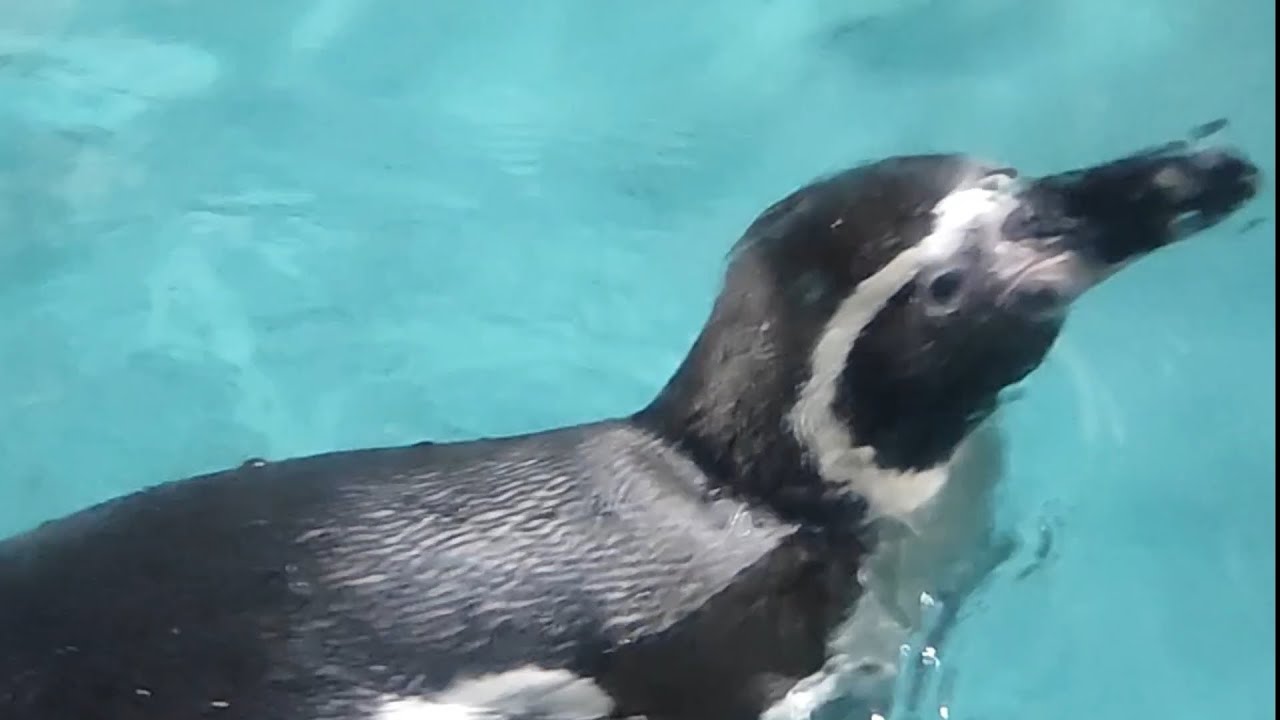 Main ke Ancol lihat Pinguin lucu