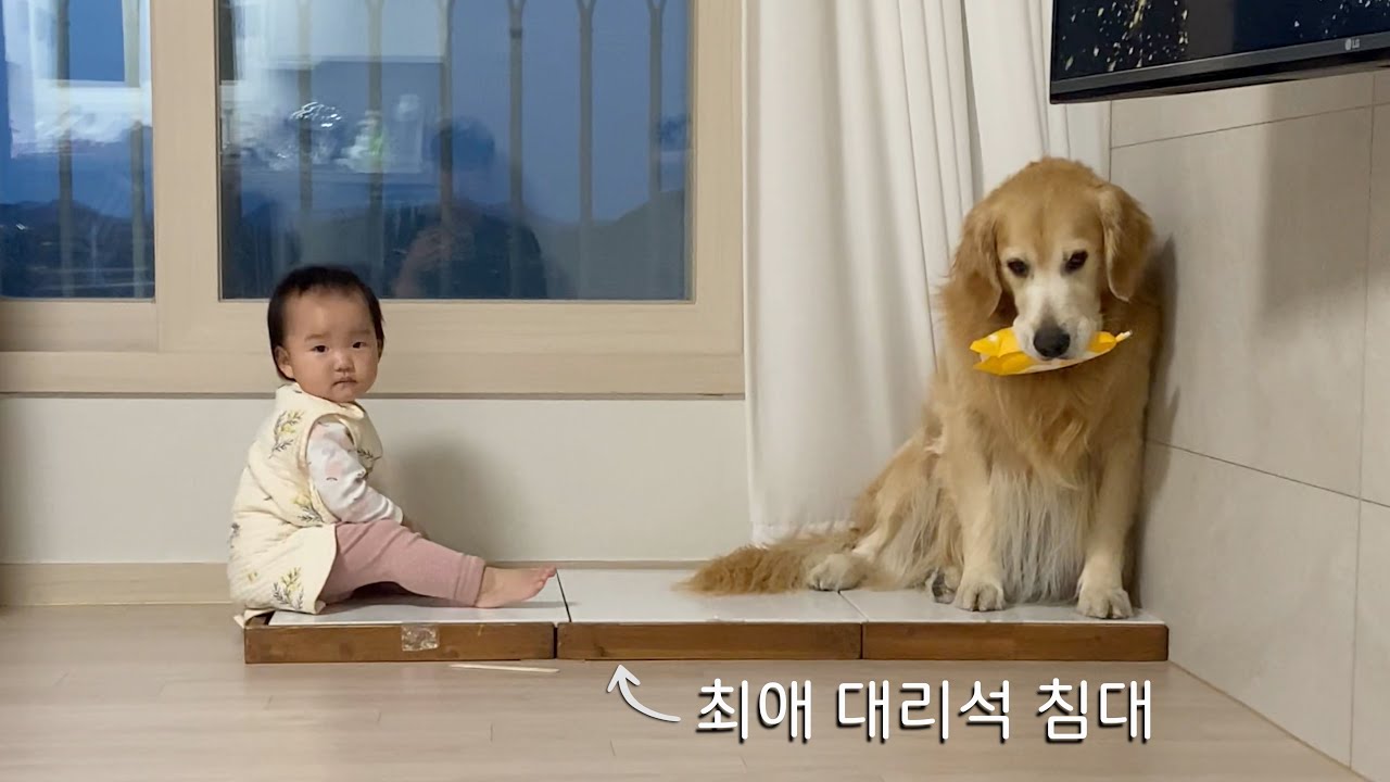 자기가 가장 아끼는 침대를 뺏은 아기에게 참교육 시전하는 리트리버  [Eng Sub]