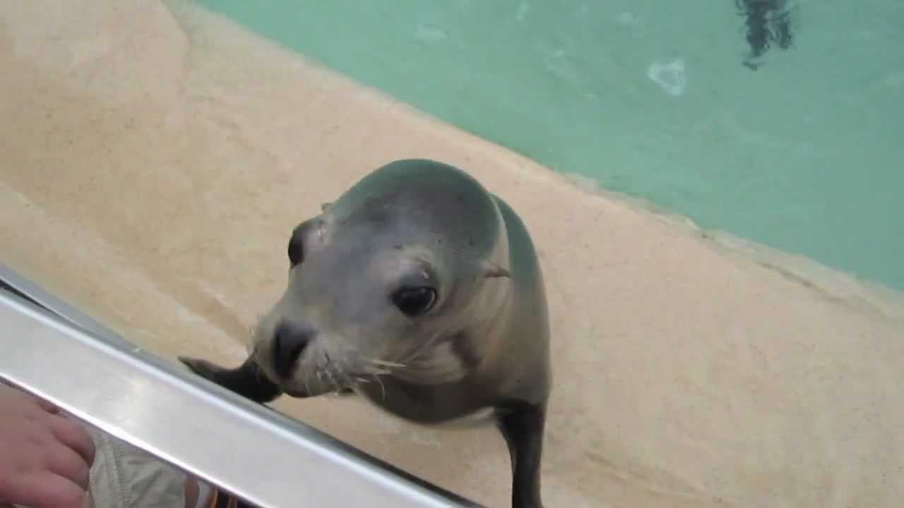 Feeding Sea Lions • SeaWorld San Diego • 2012