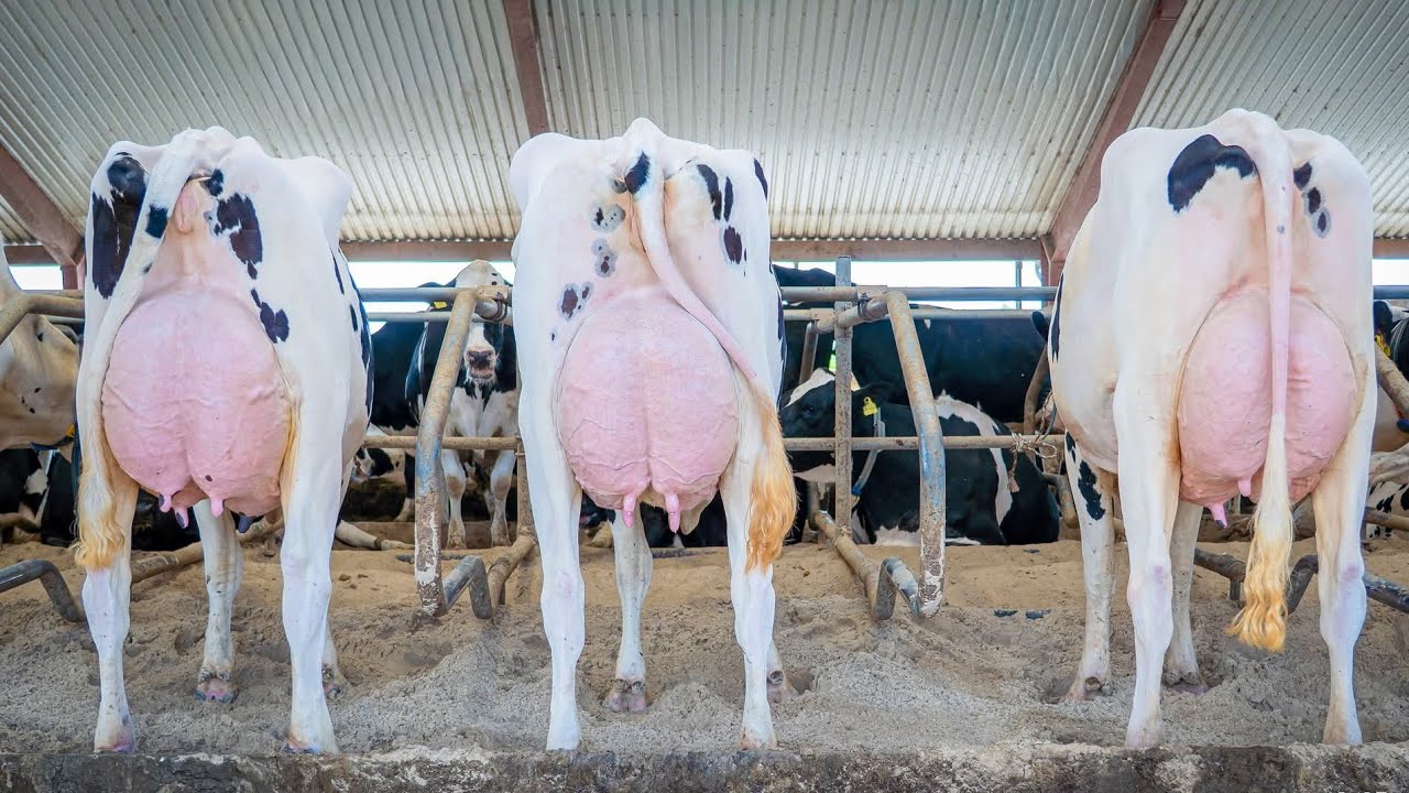 Zyada Doodh = Zyada Munafa | Best Cows for Dairy Business