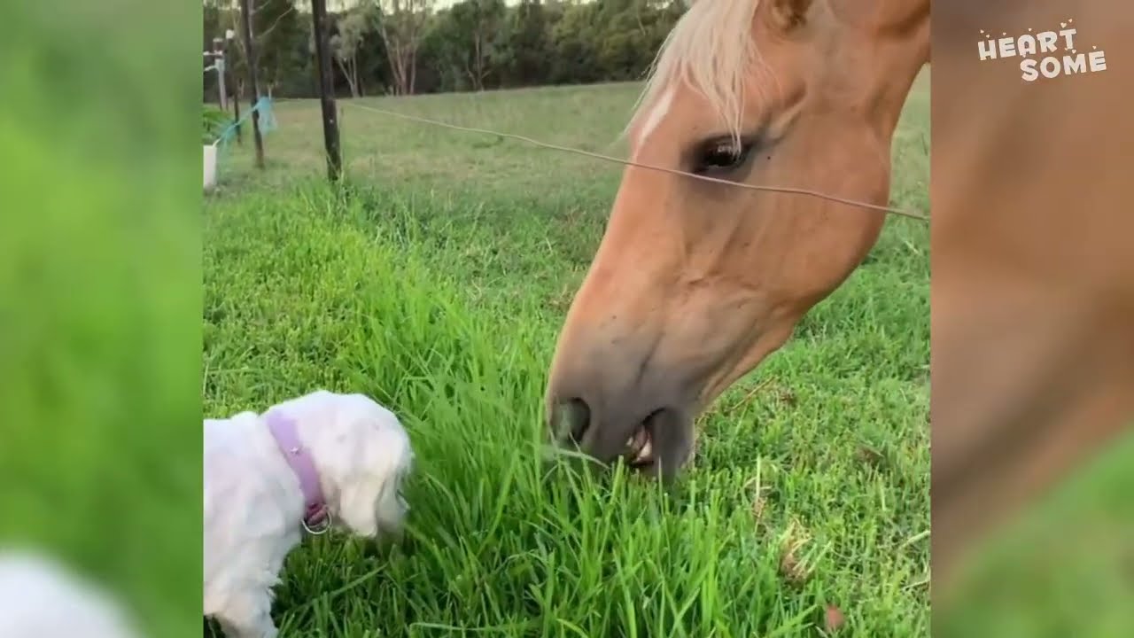 Heartwarming Animal Friendships Revealed  || Heartsome Compilation