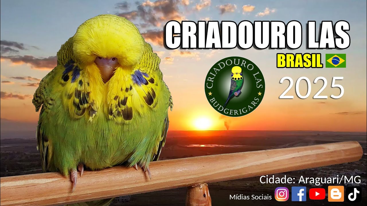 CRIADOURO LAS 2025 - Periquitos Australianos 