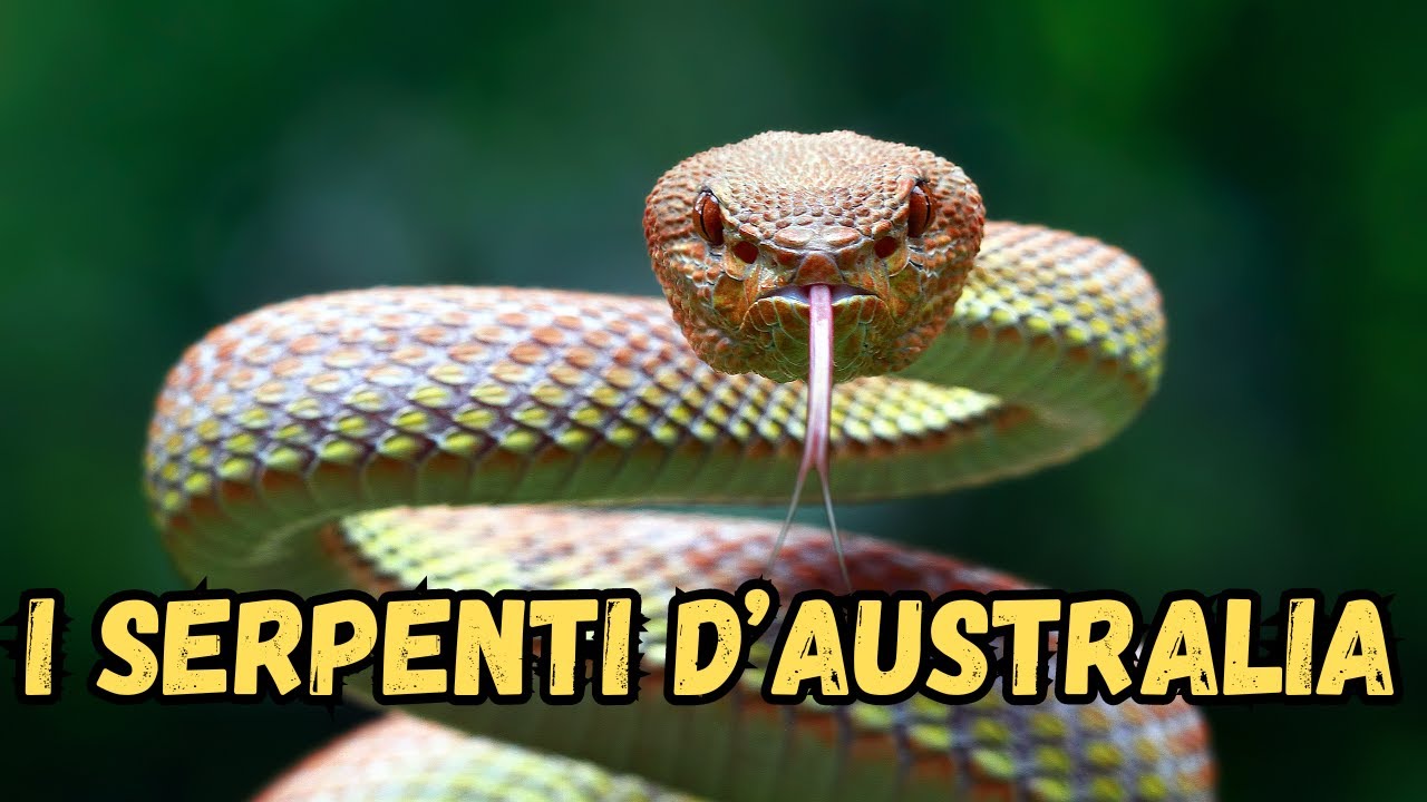 I 5 Serpenti pi&ugrave; Pericolosi d'Australia
