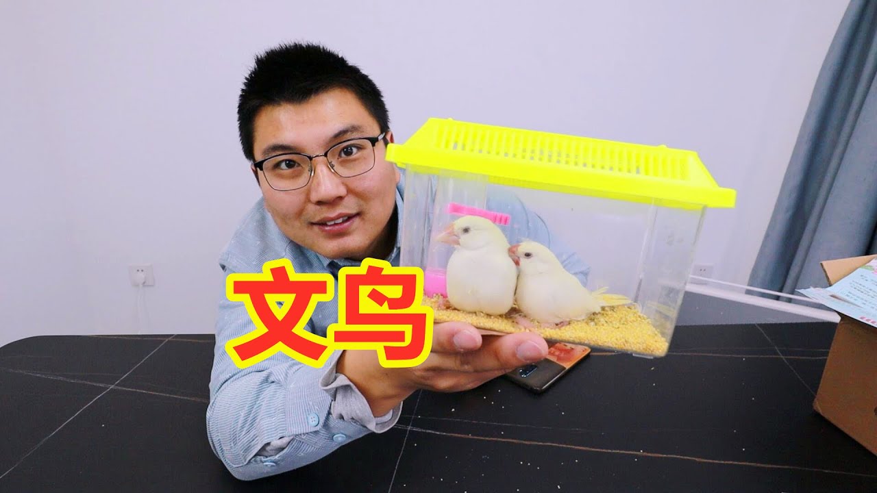 100块钱买了2只文鸟，非常的乖巧？