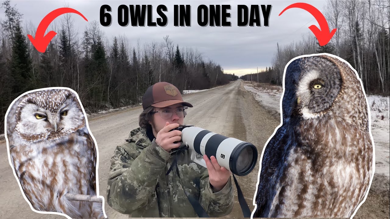 Great Grey Owl HUNTING 10 YARDS AWAY! Winter birding the Sax-Zim Bog