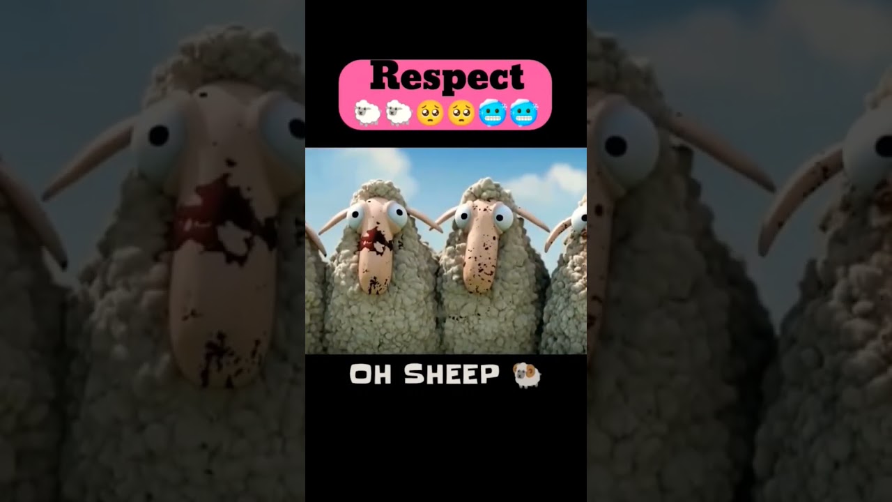 OH sheep 🥺