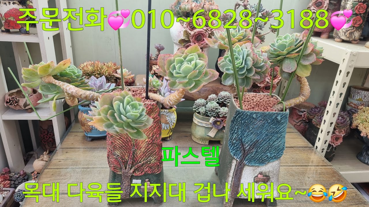 (26.2.6.금)💞파스텔💞늘어지게 키우면 이쁠꺼 같아요~😁😆