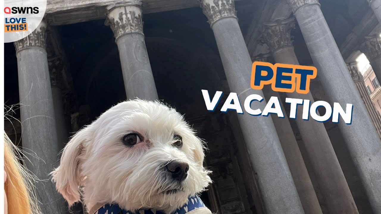 "I spent £800 taking my dog on month-long holiday around Italy - it was worth it" 🐶 | LOVE THIS!