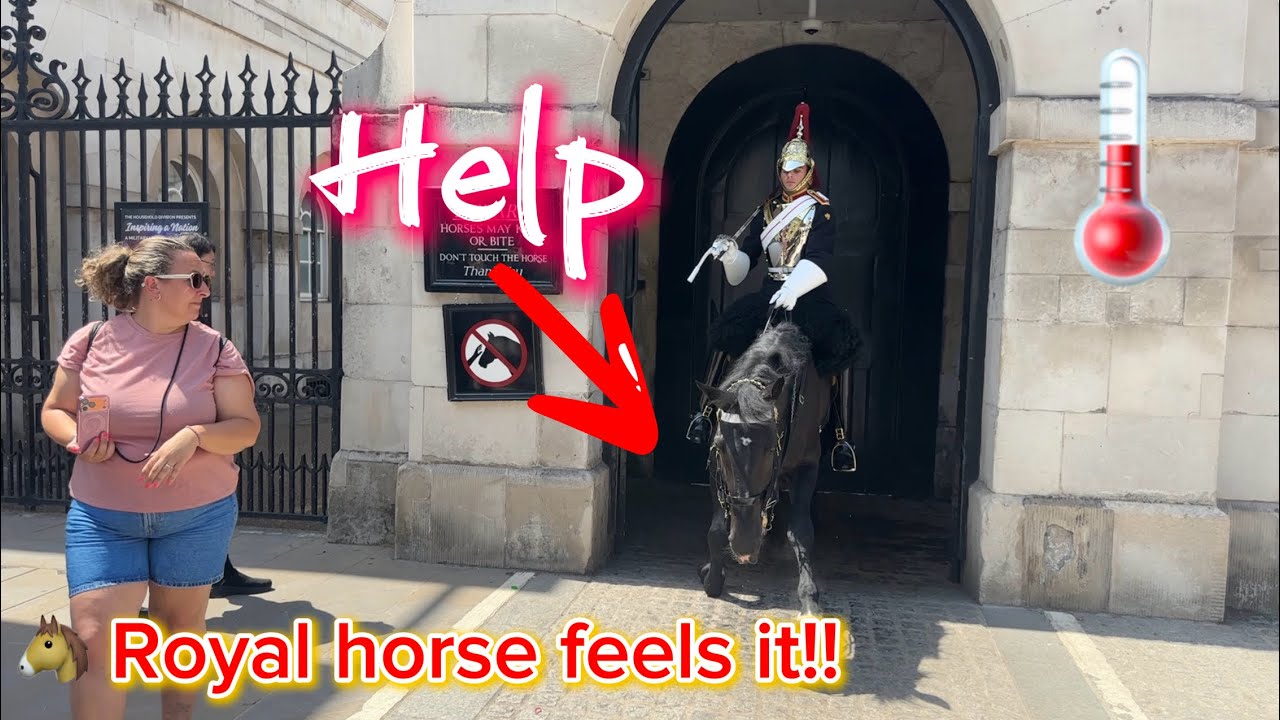 Heatwave at Horse Guards Parade &ndash; Royal Horses Feel the Heat