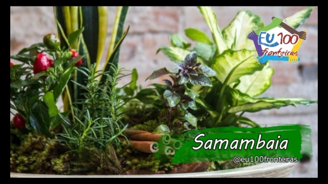 ERVAS - SAMAMBAIA
