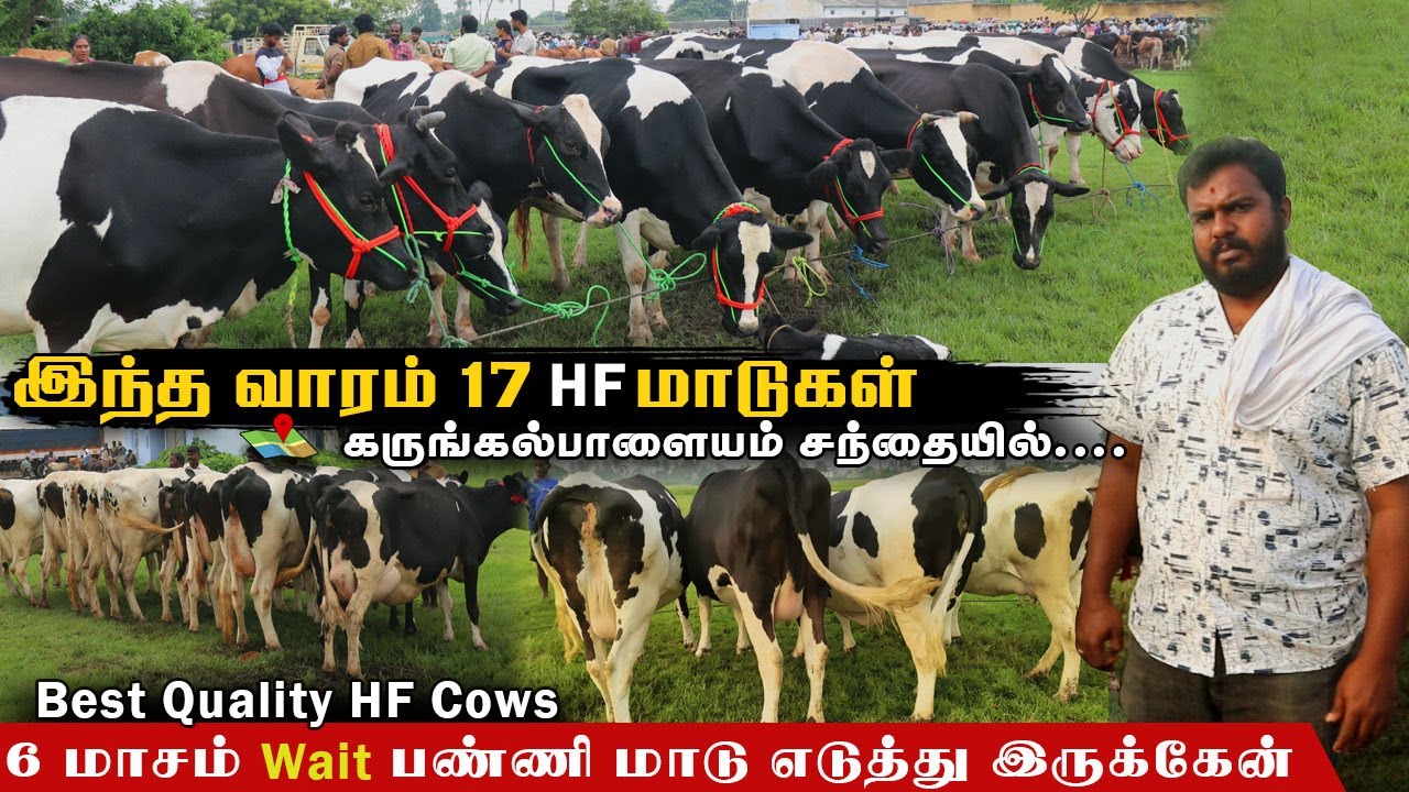 6 மாசம் Wait பண்ணி மாடு எடுத்து இருக்கேன் !ஒவ்வொரு மாடும் மனசுக்கு புடிச்ச மாதிரி! கருங்கல்பாளையம்