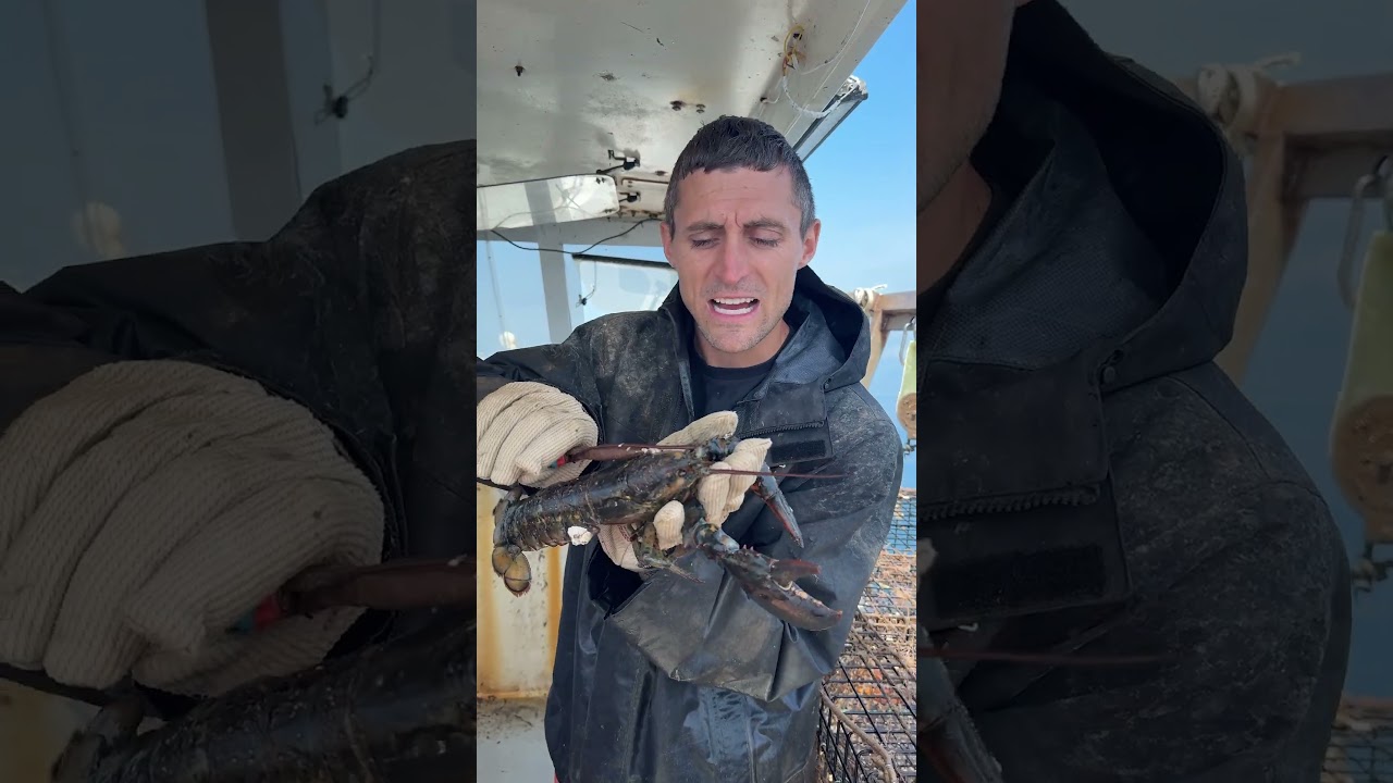 Lobster Barnacle removal ASMR
