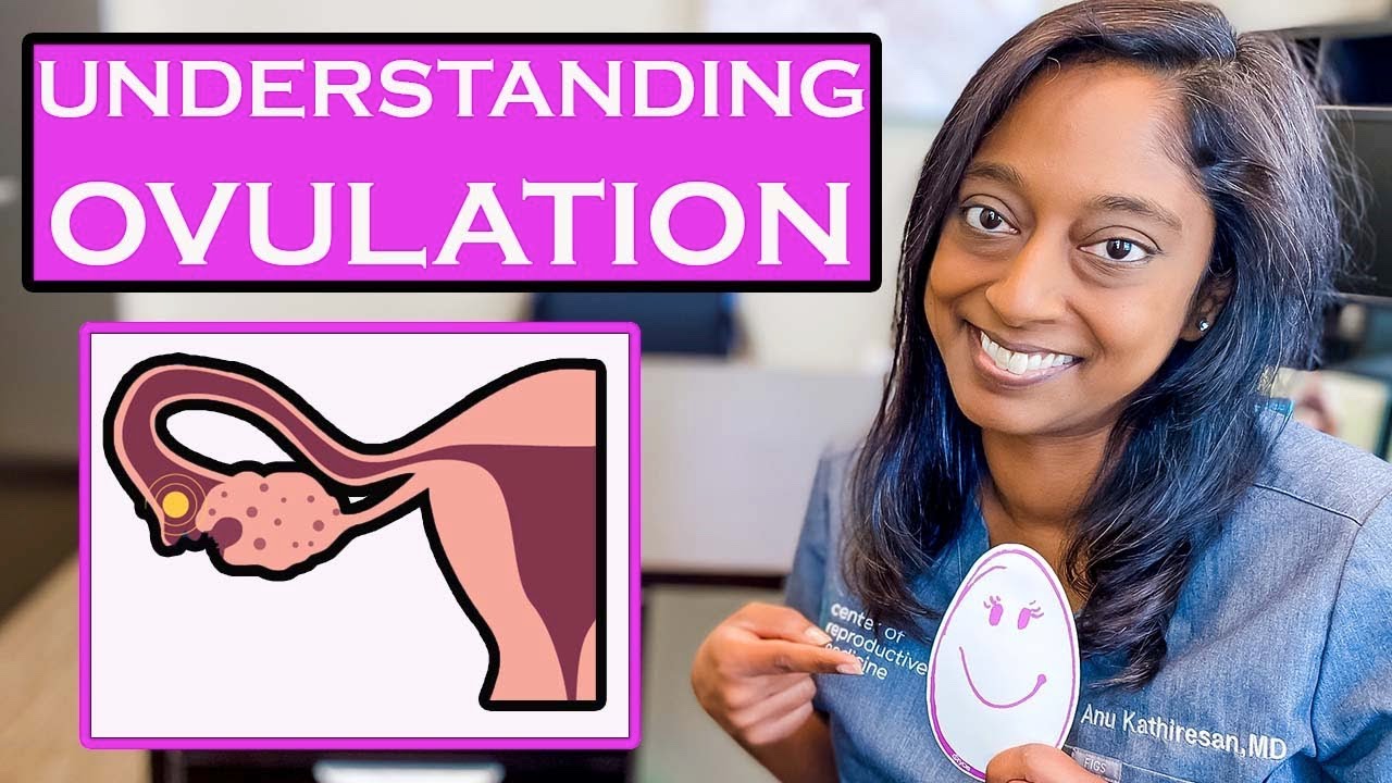 UNDERSTANDING OVULATION