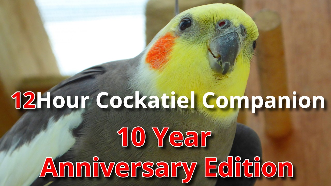12 Hour Cockatiel Companion Celebrating 10 Years of Cockatiel Companion Videos